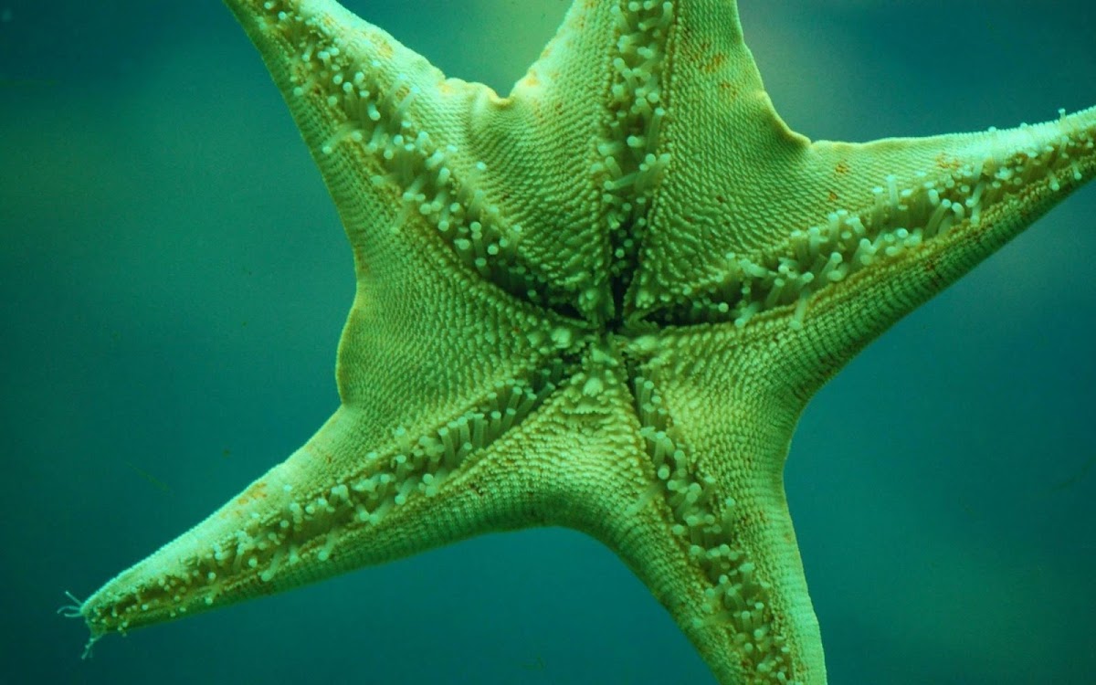 Green Star Fish