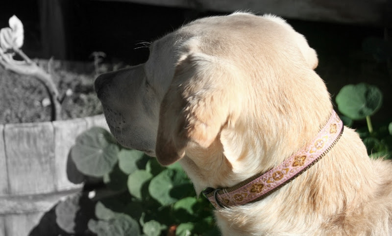 cabana in a pale pink and brown collar