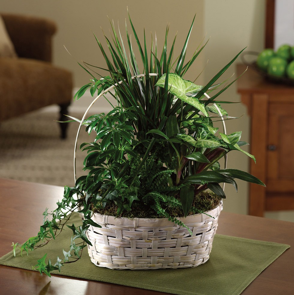 Bring in the Plants to Freshen the Air By Customer Care Coordinator Alanna