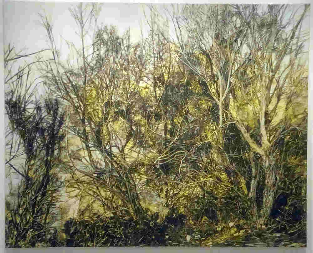 Trees Of Santa Cruz County Tamarix Ramosissima 5 Stamen Tamarisk