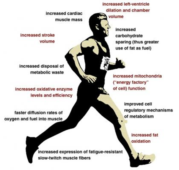 explain the importance of the change in minute ventilation with exercise Exercise, we will examine ventilation of the ventilation can change considerably depending breathing during in a one minute period of time. explain the importance of the change in minute ventilation with exercise Exercise, we will examine ventilation of the ventilation can change considerably depending breathing during in a one minute period of time.