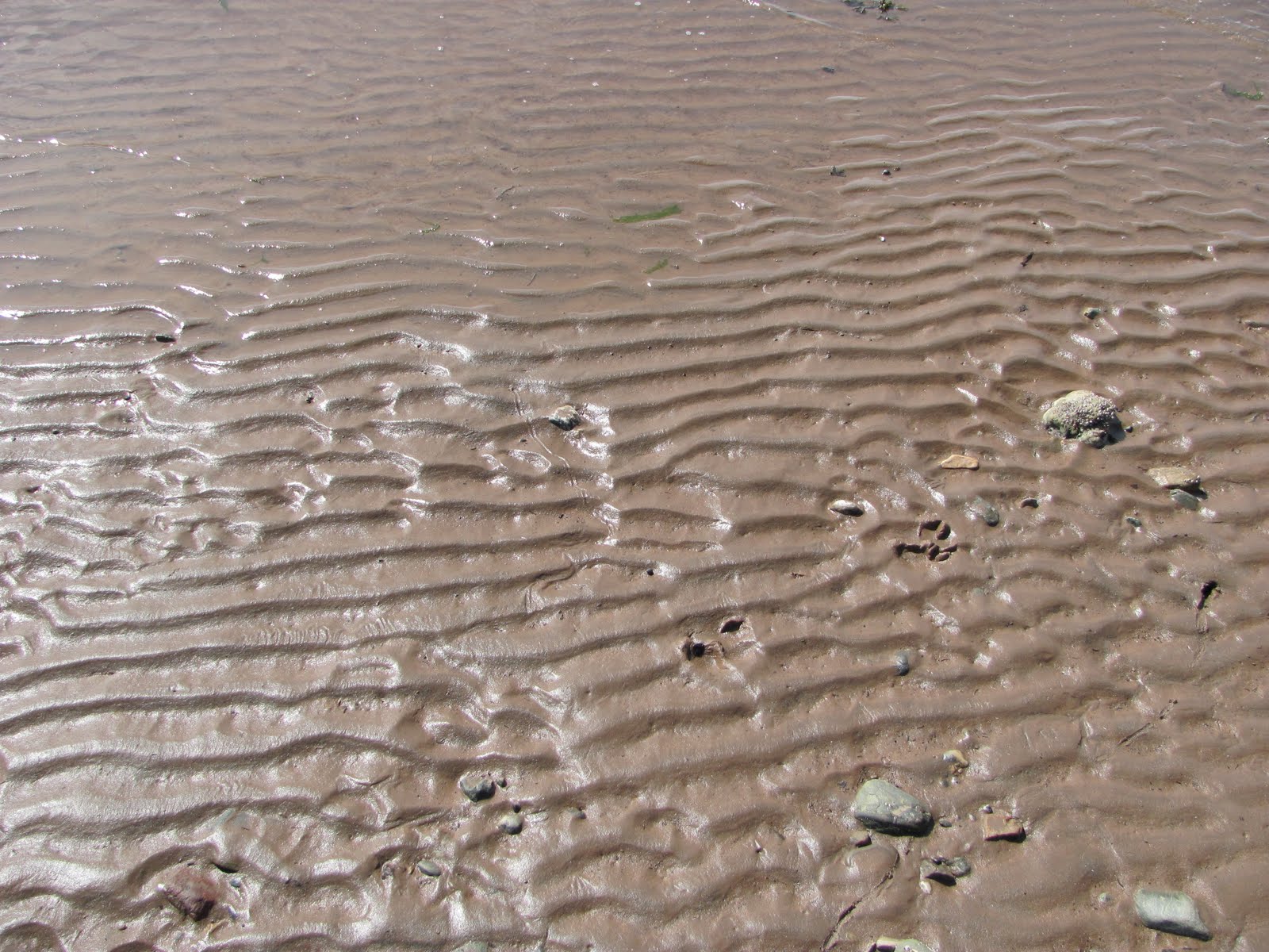 Oscillation Ripple Marks