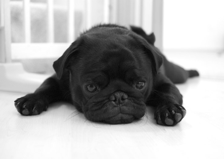 Black Pug Puppies