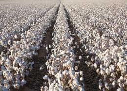 Cotton Fields