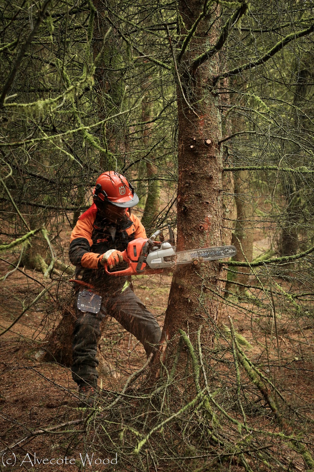 Chainsaw Training Alvecote Wood