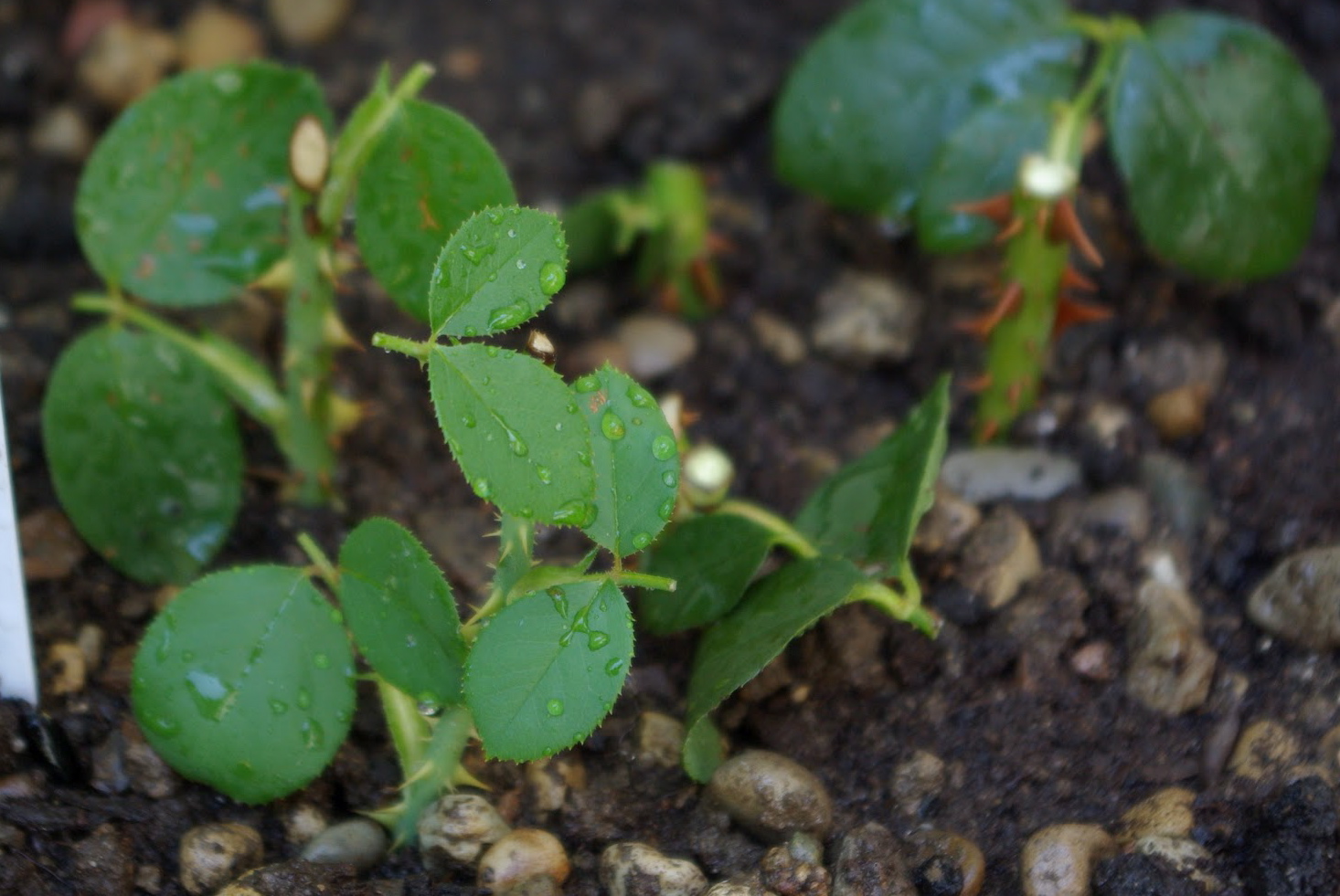 Garden Rambles Propagating Roses