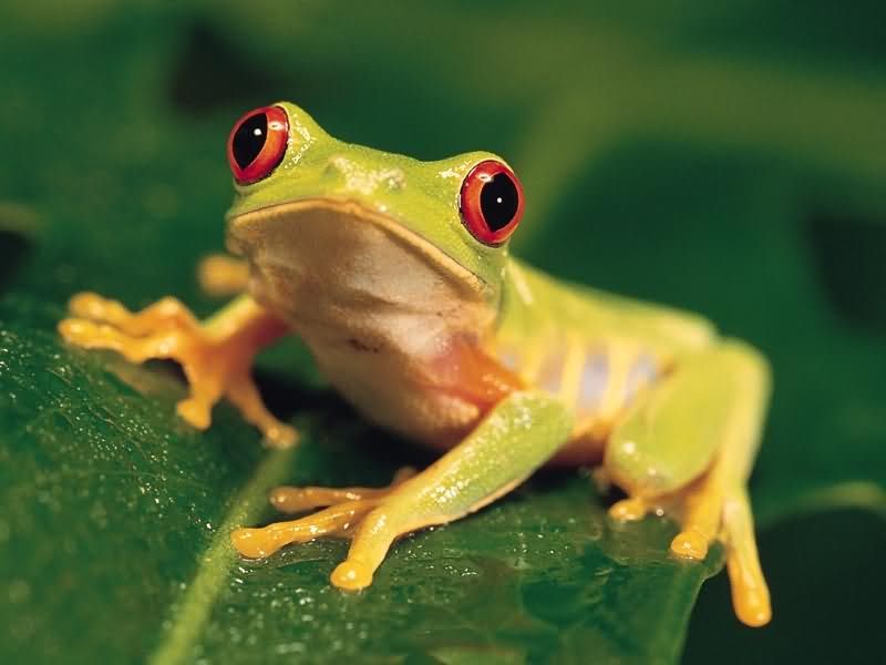 tree frog image