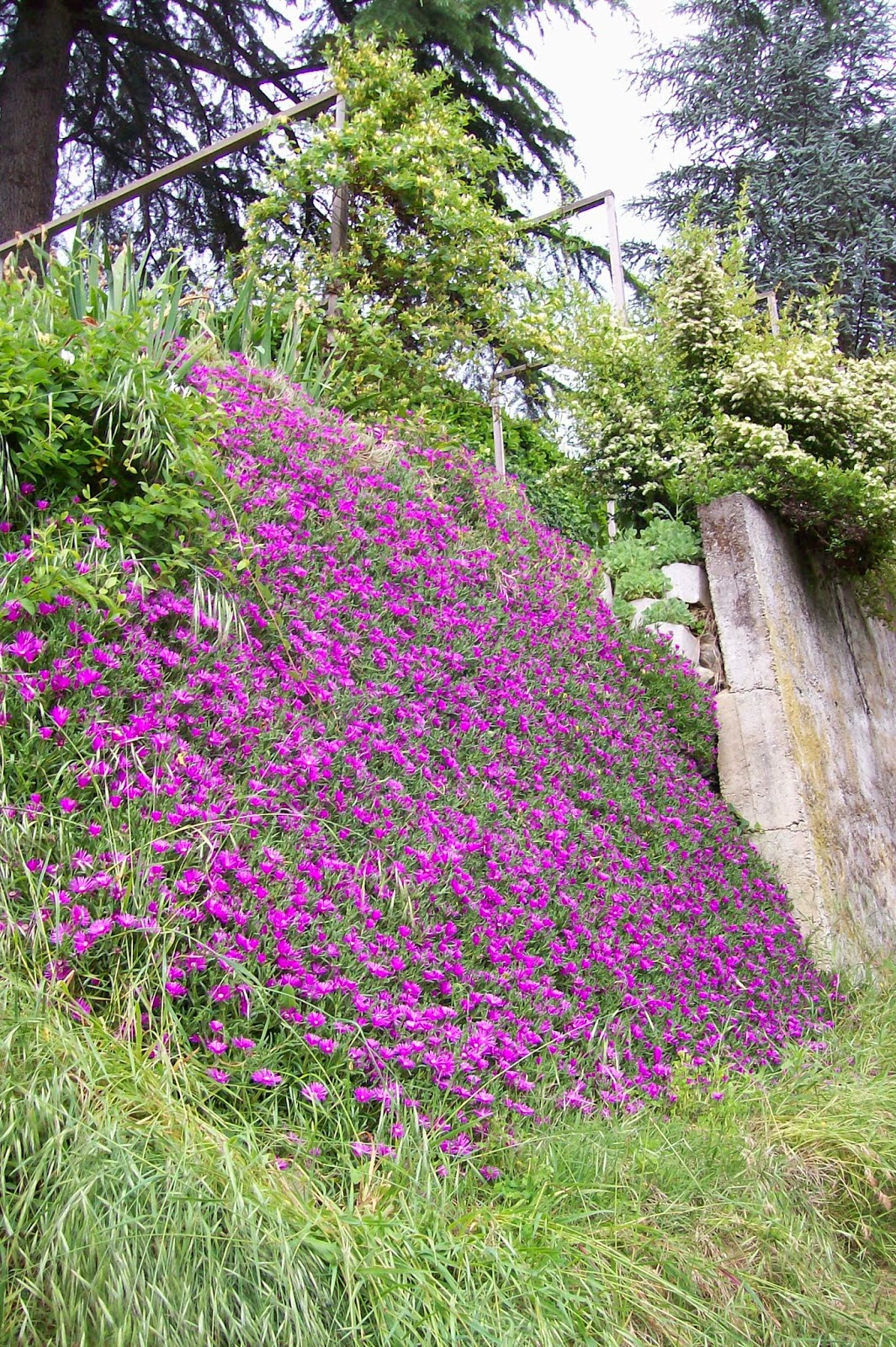 Piante muro fiorito: muri controterra lecablock manufatti in ...