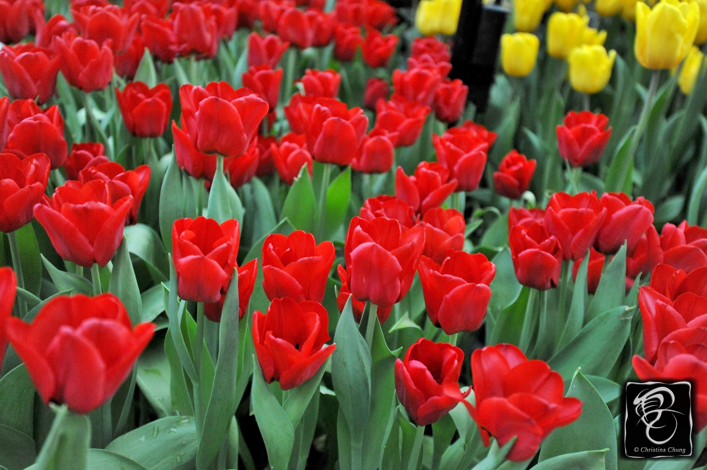 KLM Treated Huney A Trip To Tulipmania On Their 80th Anniversary Huney'Z World