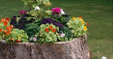 Garden and Farms: Tree Stump Garden
