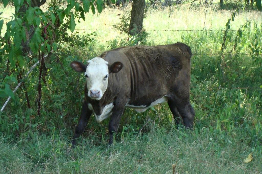 Ussery Beefalo: New Calves