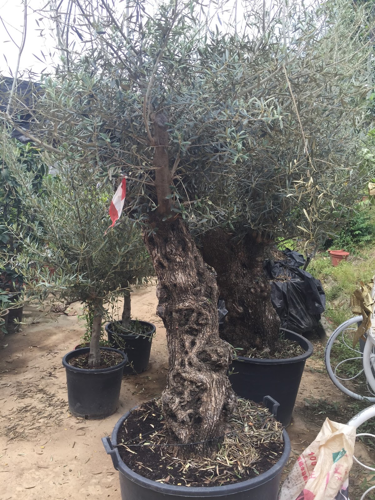 Singapore Flowers Blooms Olive Trees available Candy Floriculture