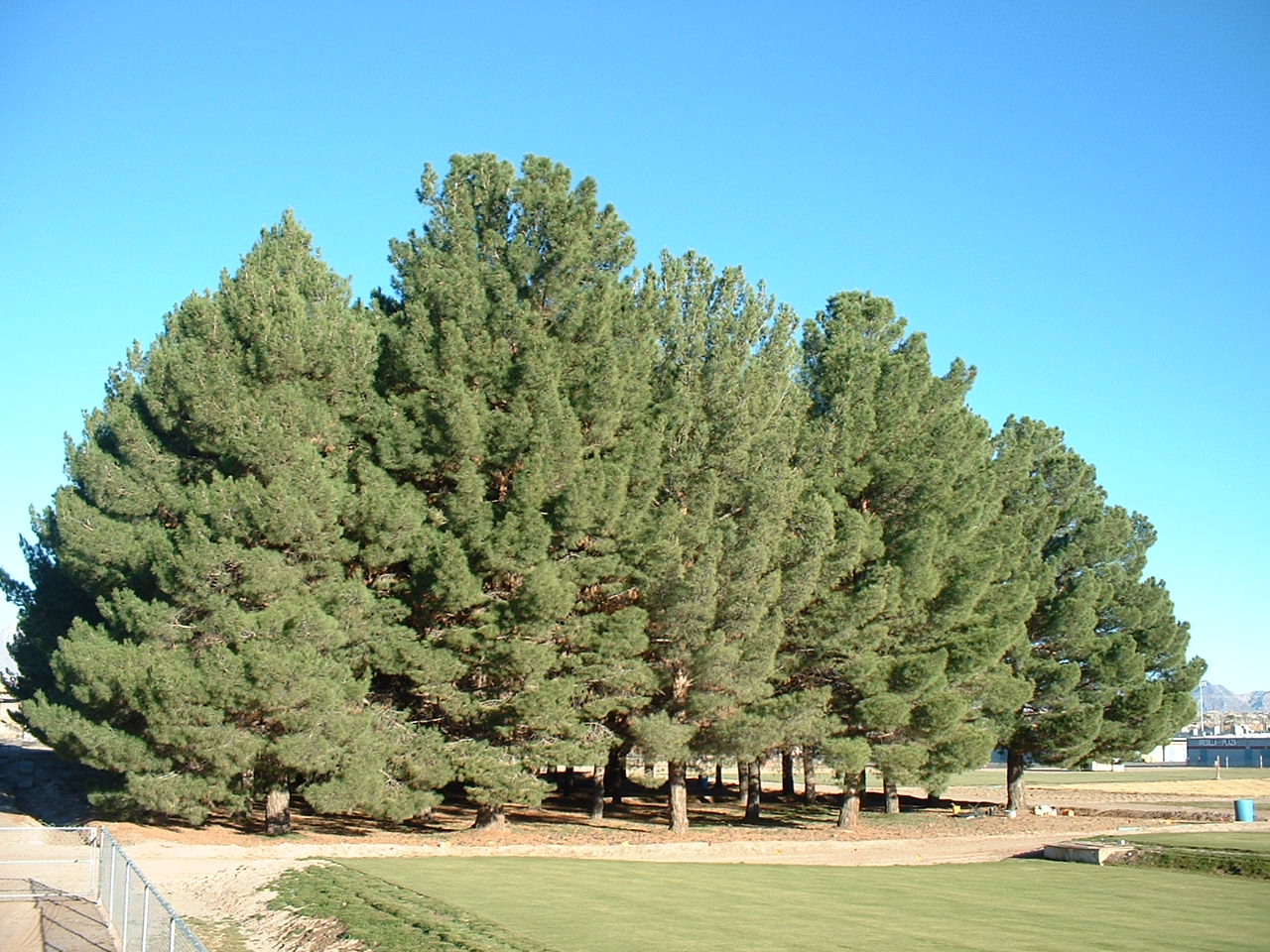 Afghan Pine