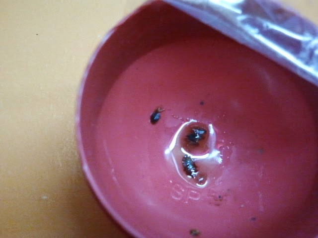 Swipel Serai Wangi Berkesan Halau Serangga Semut Lipas Lalat