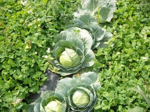 RG Herald: CEP Offers Gardening Tips