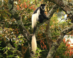 Muringa Farm, Subukia, Kenya