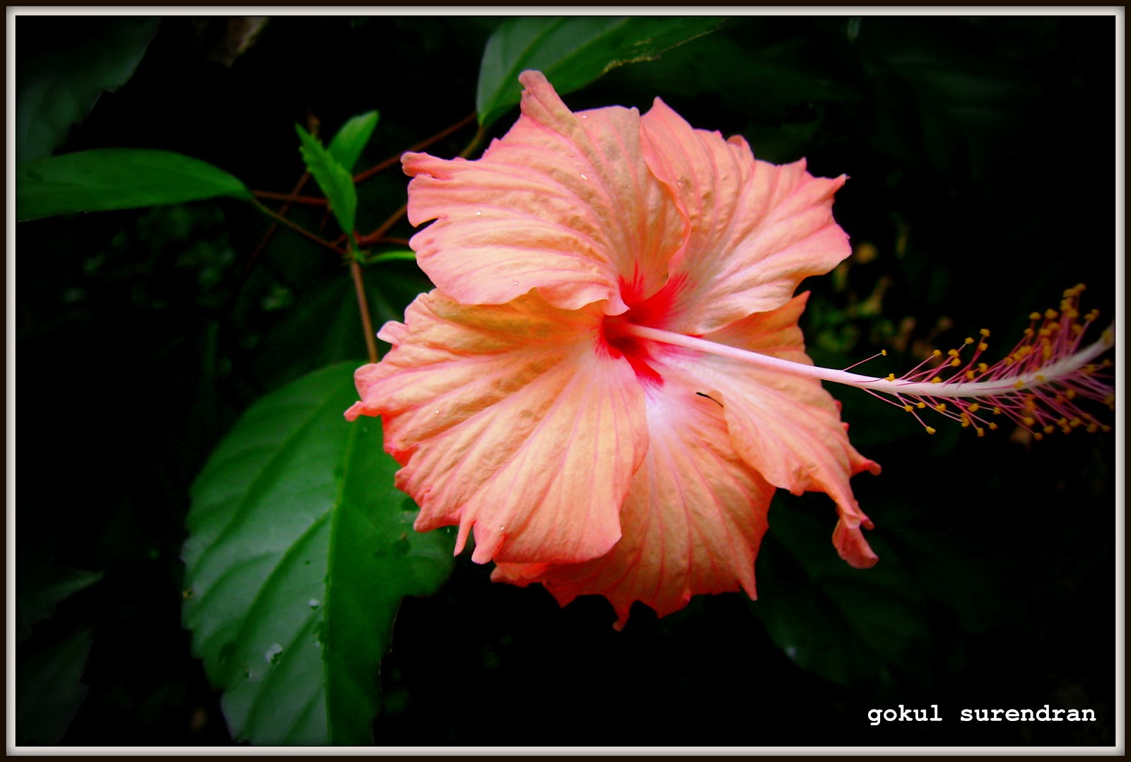 Get Kakapoovu Images