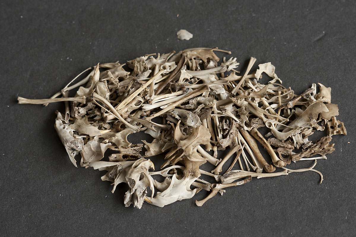 Twisted Brushes Little bones for basing