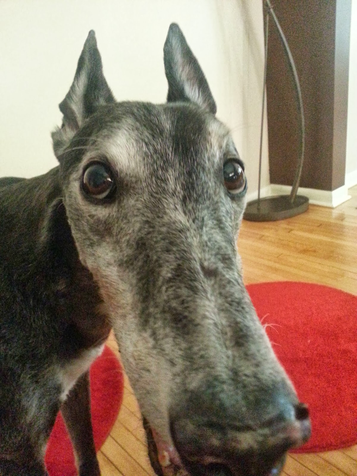 Northern Lights Greyhound Adoption Dog Blog Amazing Greyhound Ears