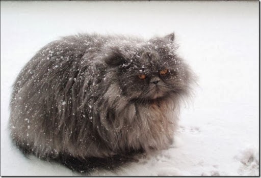 snow yetaland cat