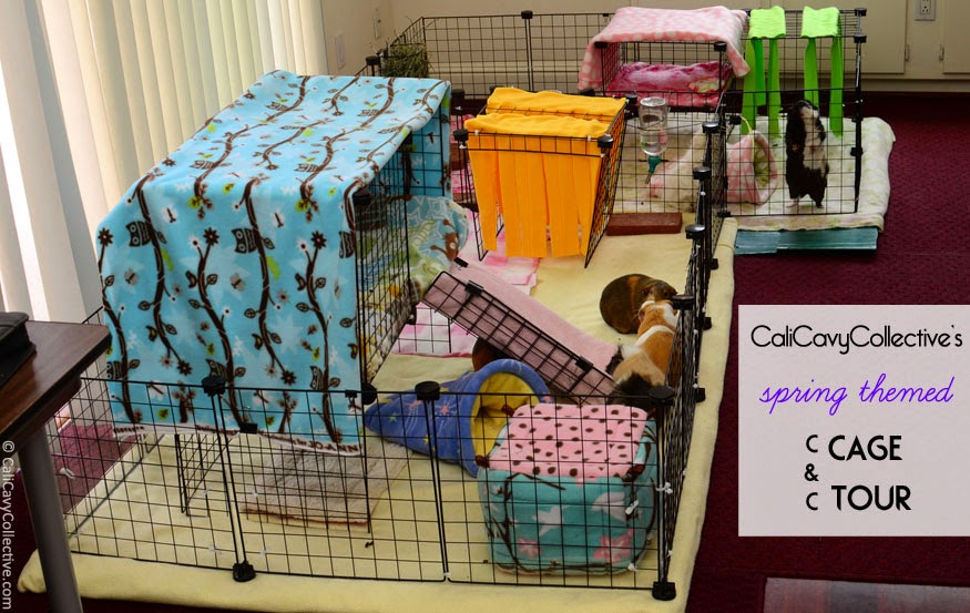 cali cavy collective a