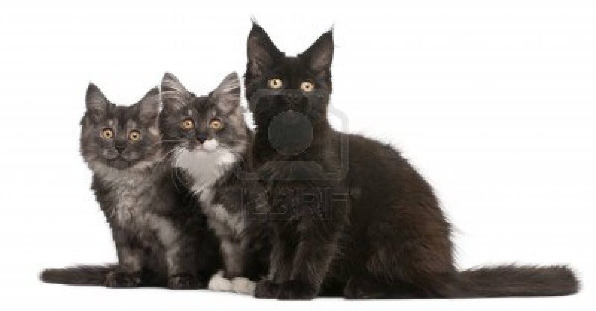 Black and White Maine Coon Kittens wallpapers