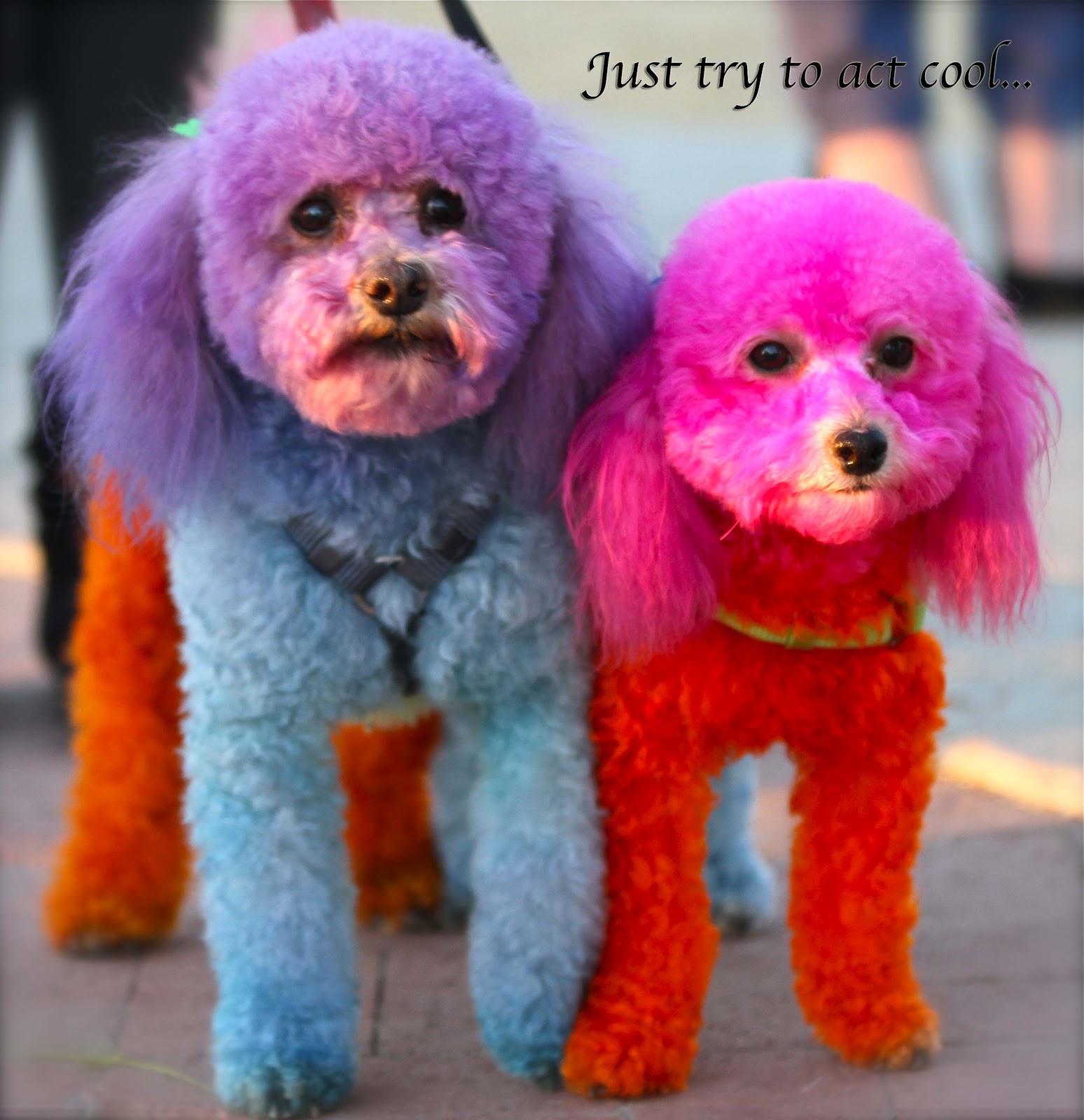 40 and Still [somewhat] Sane Rainbow Dogs