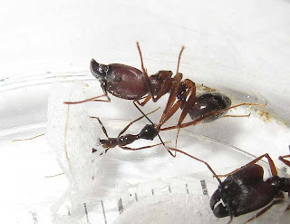 Minor worker and major workers of Pheidole longipes