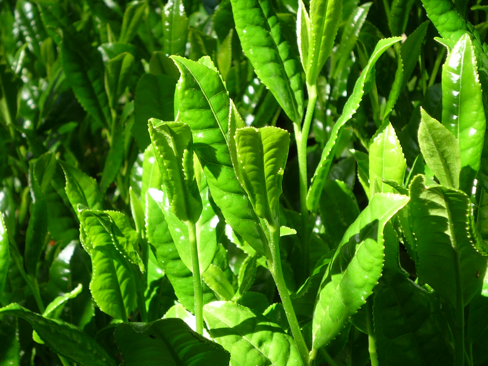Matcha green tea first harvest in Japan