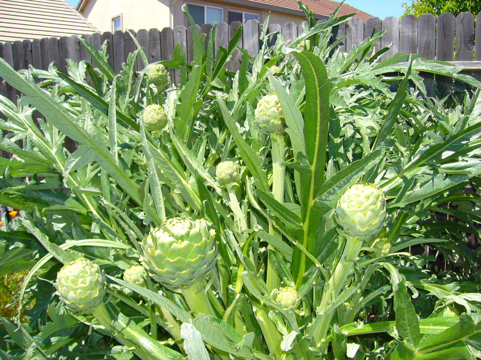 Sacramento Vegetable Gardening Why We Garden