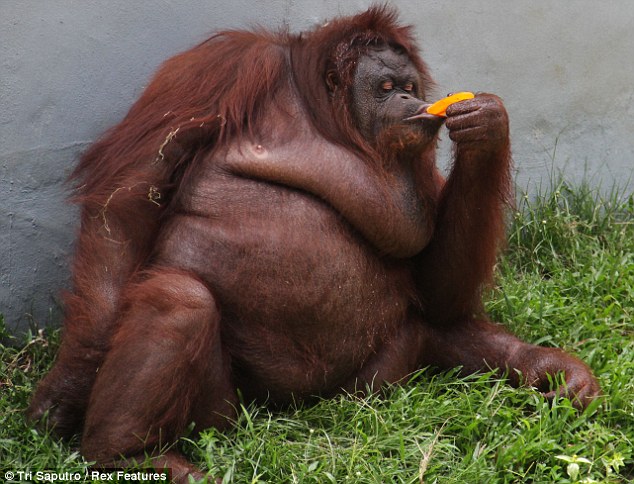 orangutan begs ice lolly