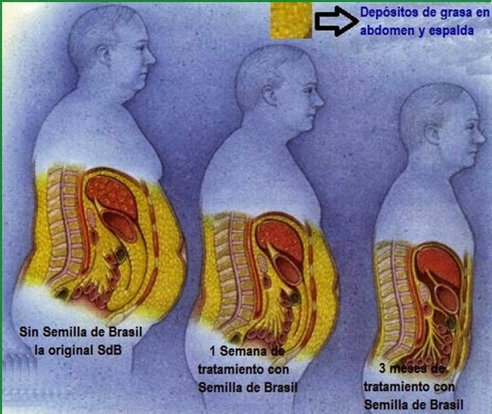 ETAPAS DE  RECUPERACION