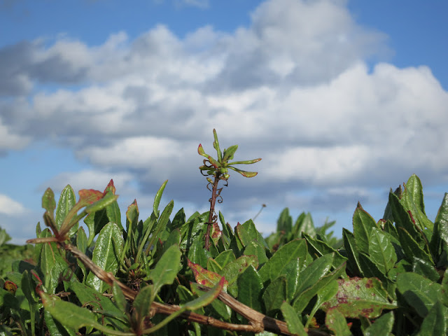 One small green plant with shiny leaves grows higher than those nearest.