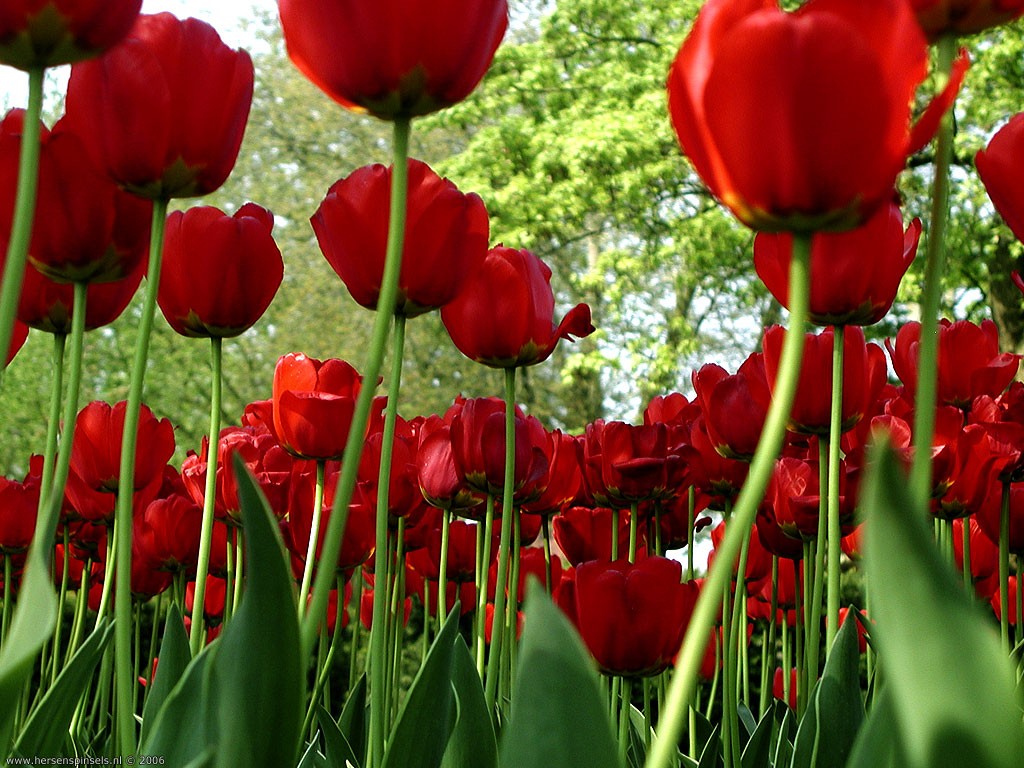 Ashily Blog Tulip Merah