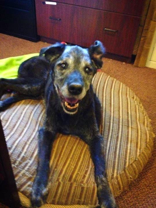 Mary Cummins Wildlife Rehabilitation Animal Advocates Los Angeles