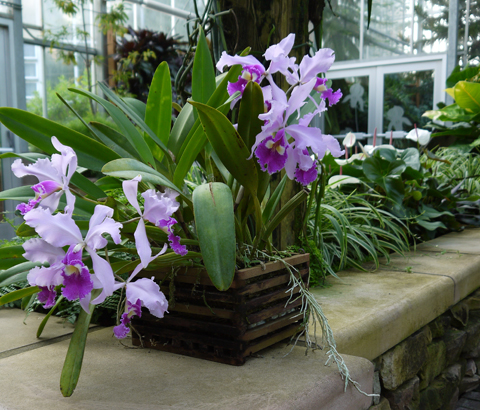The Orchid Column Where Do I Cut My Cattleya After It Blooms