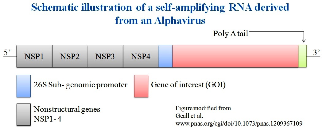 Vaccines Research Paper