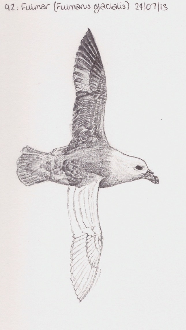 Learn.Draw.BIRD.: 92. Fulmar (Fulmarus glacialis)
