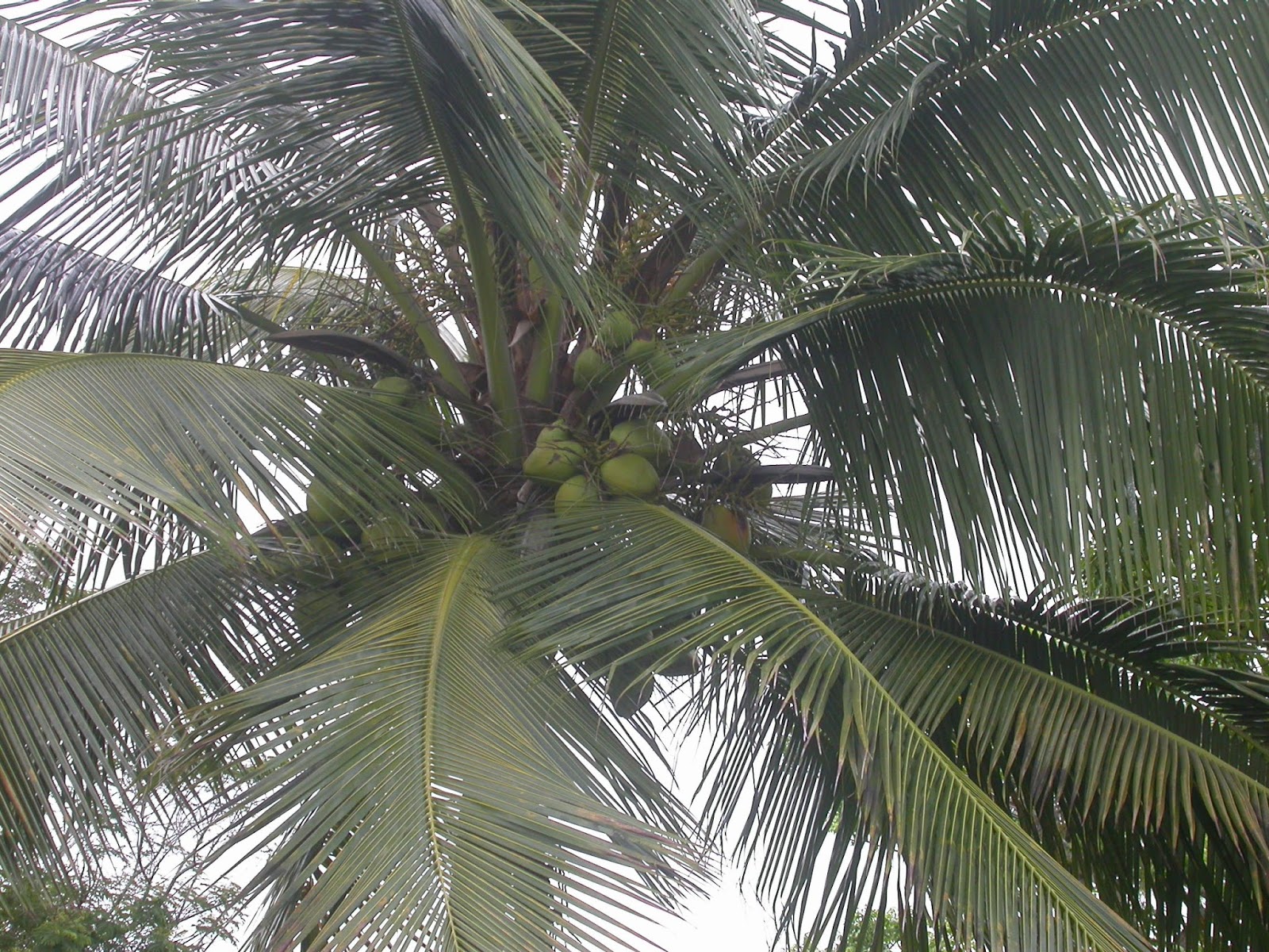 Barbados Flora & Fauna Coconut Trees (Cocos nucifera)