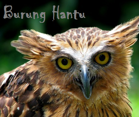 Burung Hantu Spesies Barred