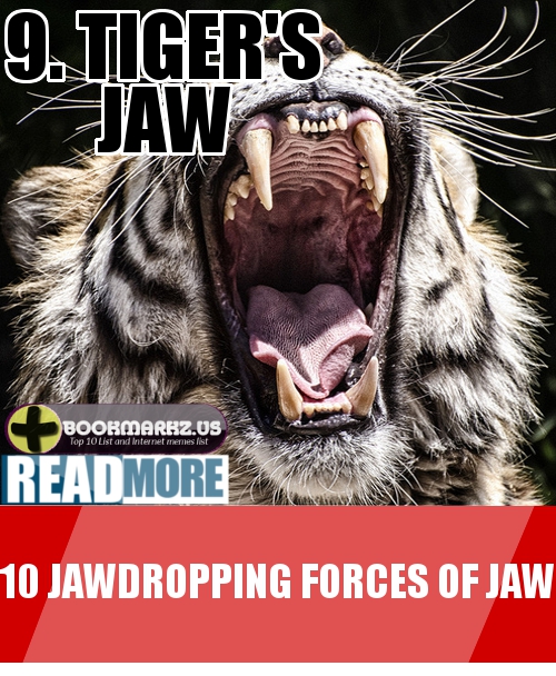 Tiger's Jaw 9th Most Powerful Jaw in the World Top 10 List