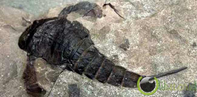 Peristiwa Lau Peristiwa Lau