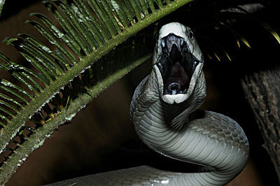 Reptilien Und Terraristik Blog Die Giftigsten Schlangen Der