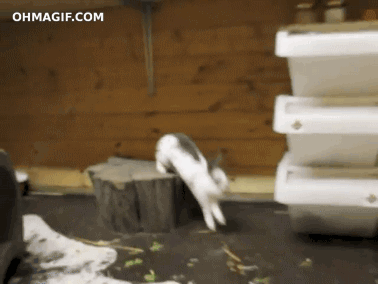 003-funny-animal-gifs-rabbit-parkour.gif