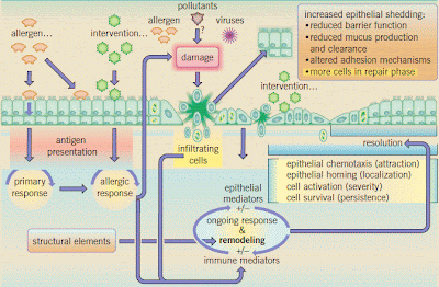 The Role of the Airway Epithelium in Allergic Disease