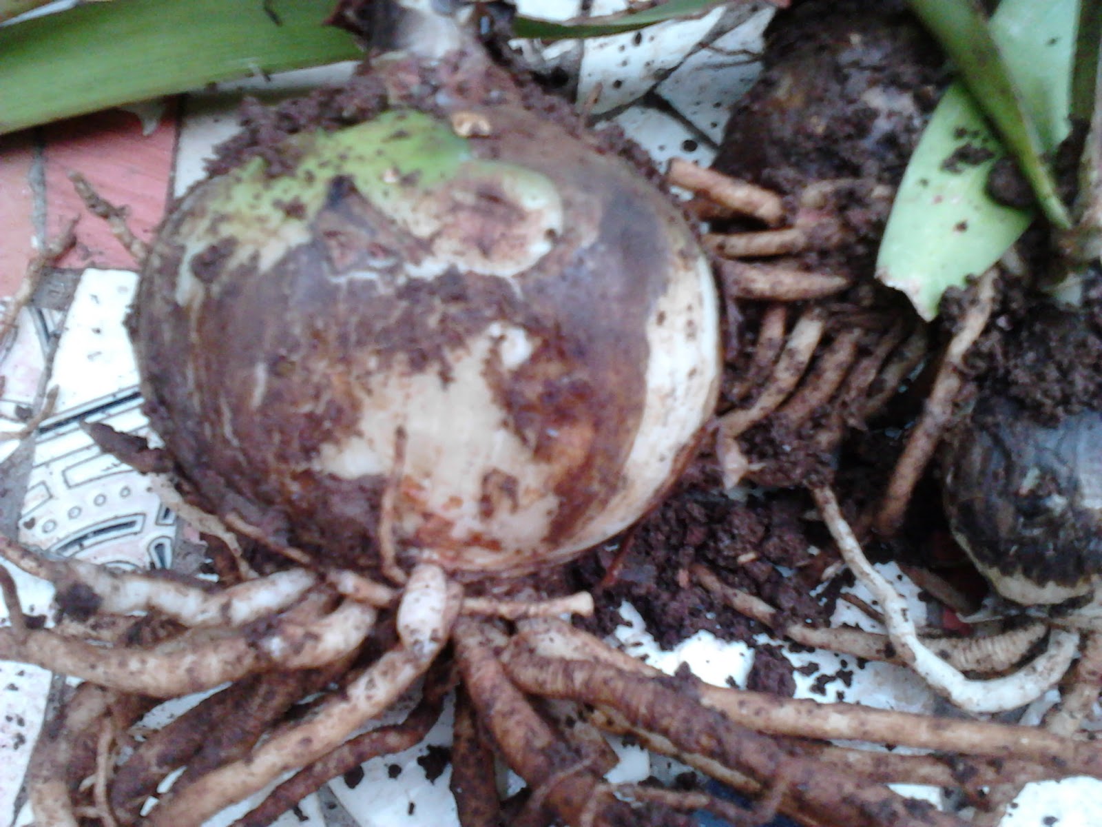 Garden Care Simplified How to Plant Bulbs and Care of Bulbs Plants