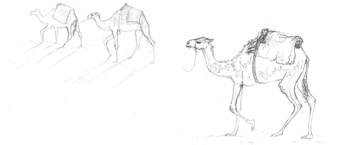 Amy Holliday Illustration : Tourist "Camel Trek" Camels of Tunisia