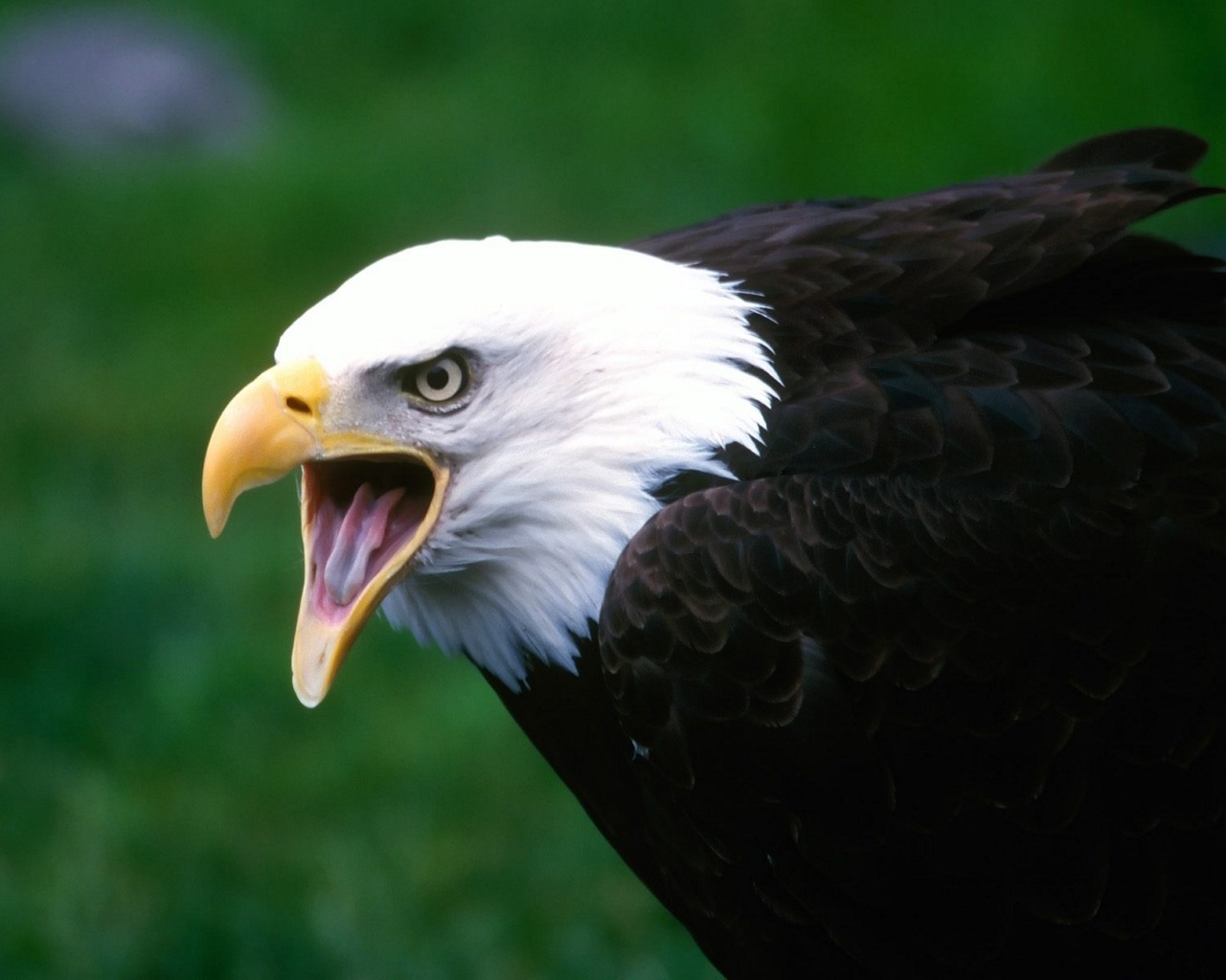 Most Beautiful Wallpapers Of Animals Most Beautiful Wallpapers Of Animals