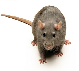 kencing tikus