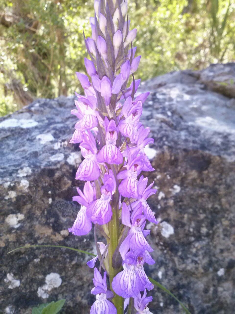 Dactylorhiza elata